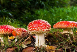 17ccgcg吃瓜爆料蘑菇