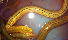 黄鳝视频,探寻水底生物的神秘生活