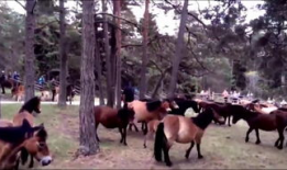 马馿交配视频,自然繁衍的震撼瞬间