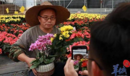 91云上花直播间,带你领略云端花艺之美